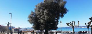 Mirador del Paseo de Alfonso XII, en Vigo.