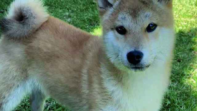 Chino, el cachorro perdido en Playa América.
