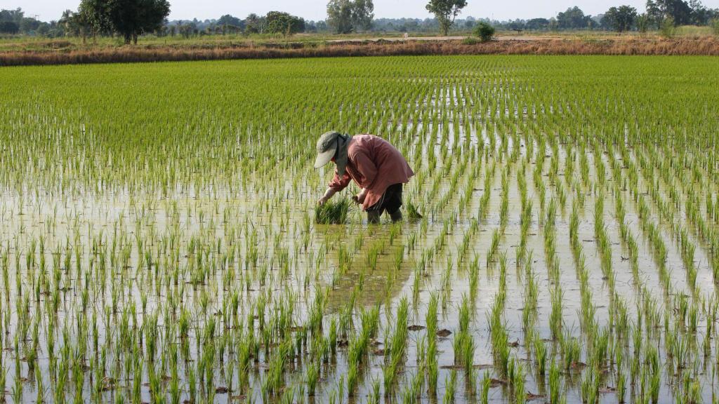 Una mujer planta arroz en la provincia de Nakhon Sawan, al norte de Bangkok (Tailandia).