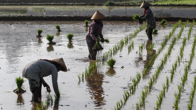 Agricultoras en un campo de arroz en Tanjungsari (Indonesia).