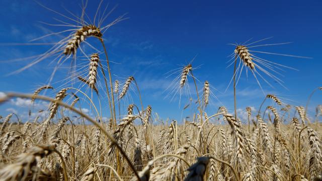 Un campo de trigo en Lugansk, región ucraniana ocupada por Rusia.