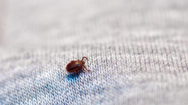 Una garrapata sobre una prenda de ropa (Shutterstock).
