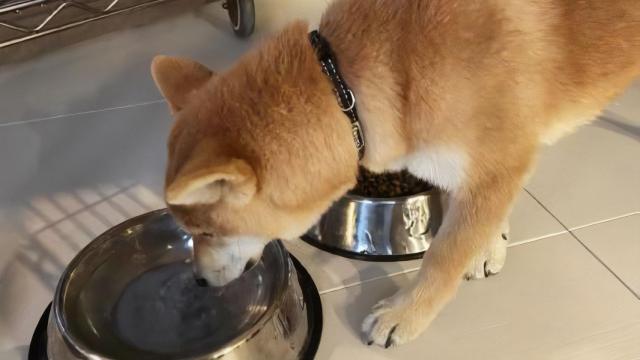 Chino, el cachorro perdido en Nigrán (Pontevedra).