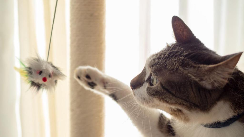 Un gato jugando con un móvil.