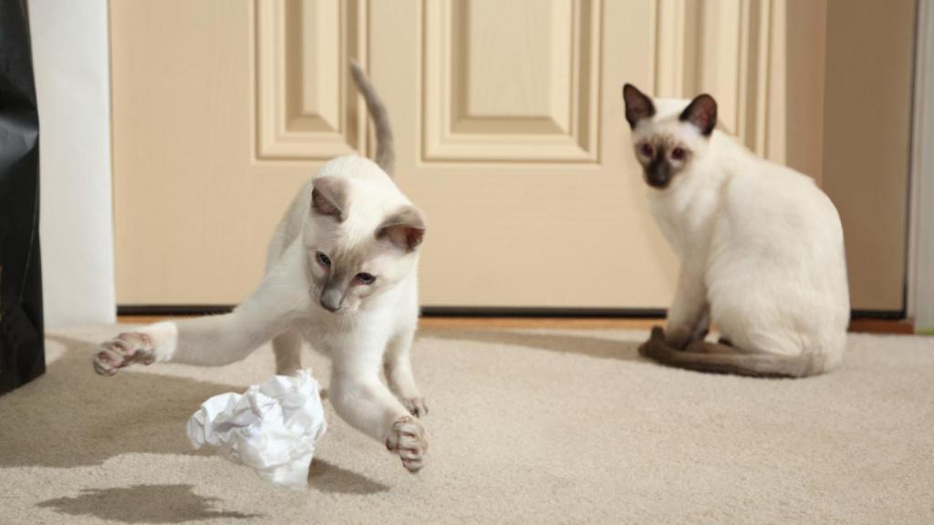 Un gato jugando con una pelota de papel.