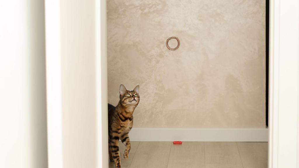 Un gato listo para 'cazar' una goma de pelo de espiral.