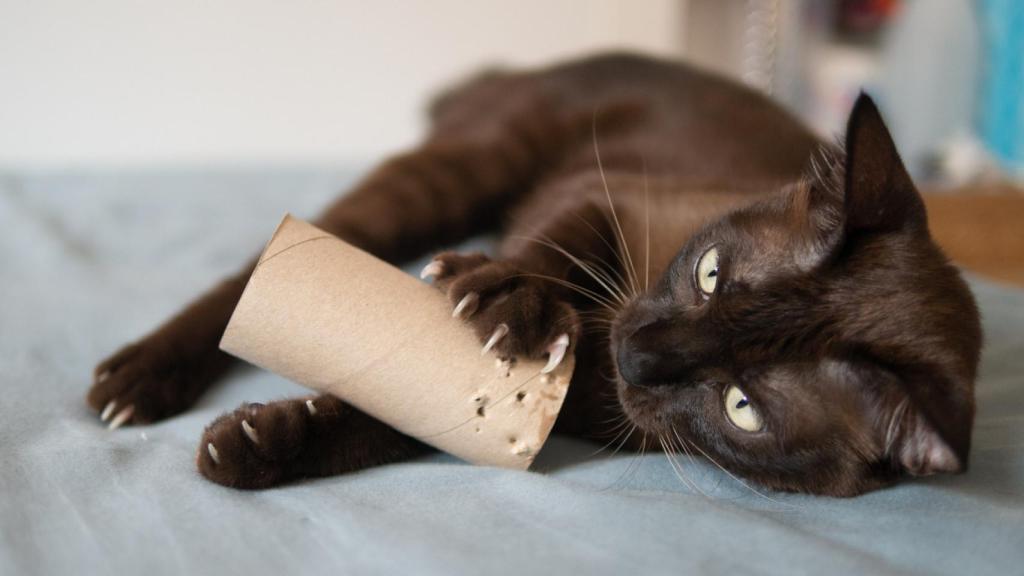 Gato con un tubo vacío de papel higiénico.