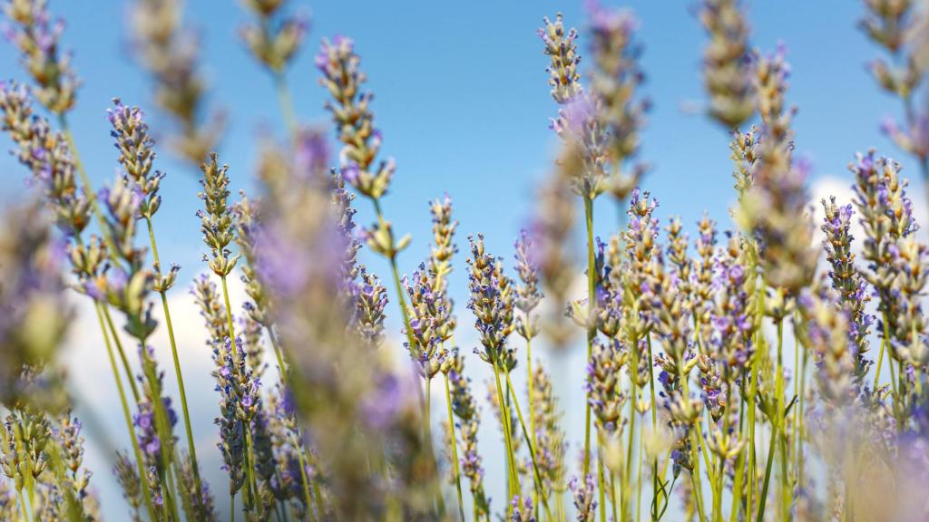 A lo largo de nuestra península existen campos de lavandines y de lavanda.