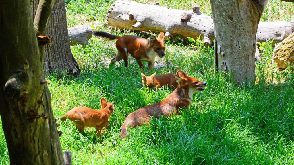 Los dholes en la pradera de Terra Natura Benidorm.