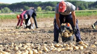 Un jornalero recogiendo patatas