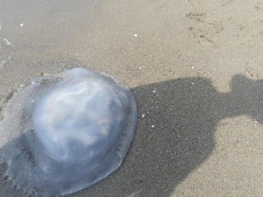 Ejemplar de Rizhostoma luteum en las playas de Málaga.