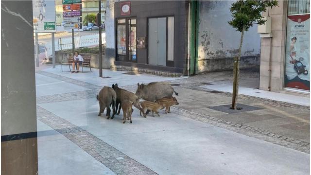 Varios jabalíes en Santa Cruz, en una imagen de archivo.