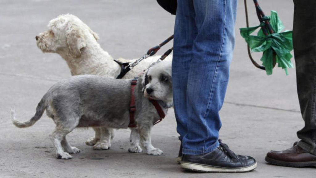 Animales de compañía.