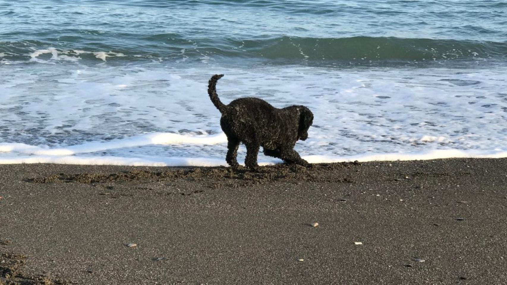 Playa Para Perros En Torre Del Mar, Málaga