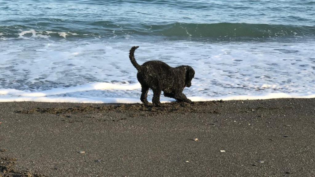 Playa Para Perros En Torre Del Mar, Málaga