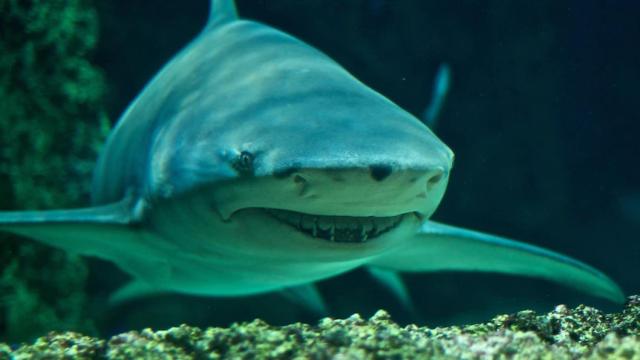 Imagen de archivo de un lemon shark