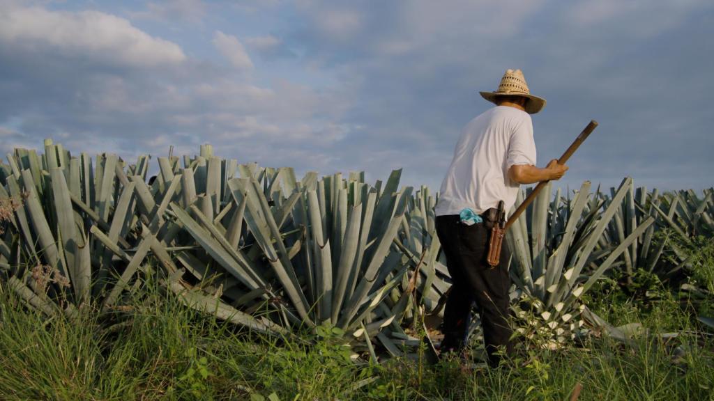 Cosecha en las plantaciones de agave.