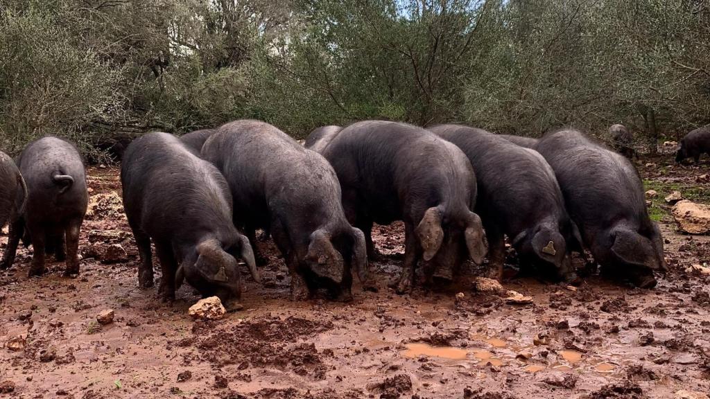 Algunos ejemplares de la piara de Can Company.