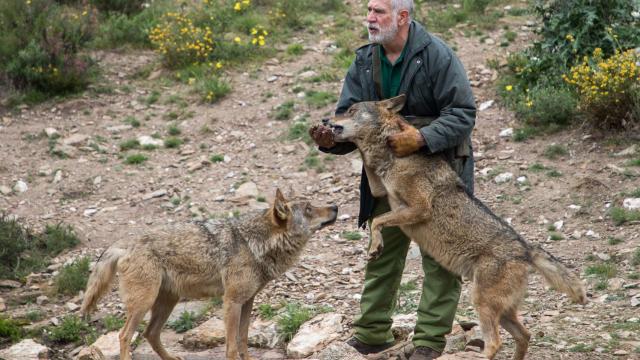 Imagen de lobos del Centro Féliz Rodríguez de la Fuente.