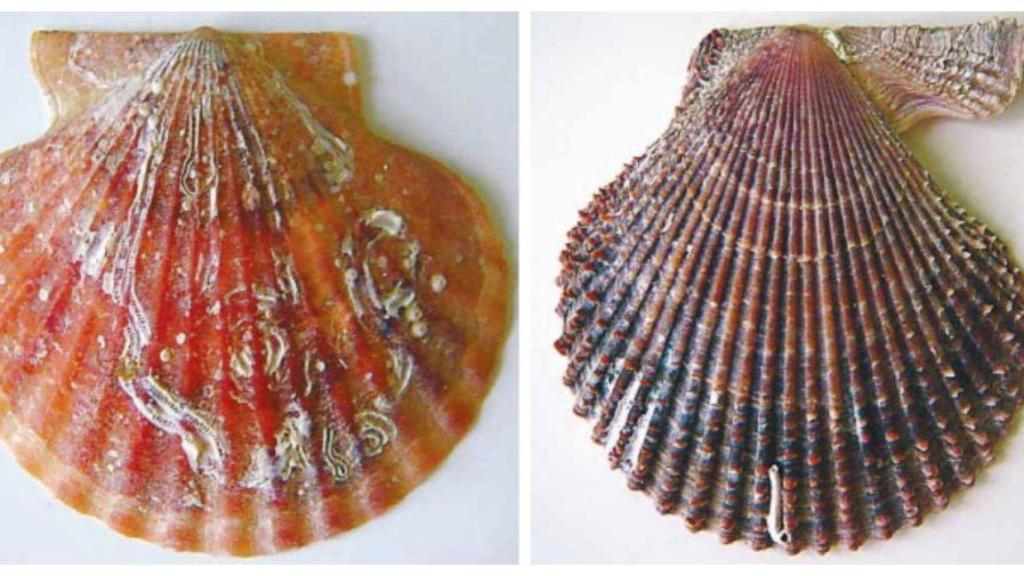 Izquierda: Volandeira. Derecha: Zamburiña. Comparativa de la concha de una volandeira versus la de una zamburiña. Fuente: Instituto Galego de Consumo. 