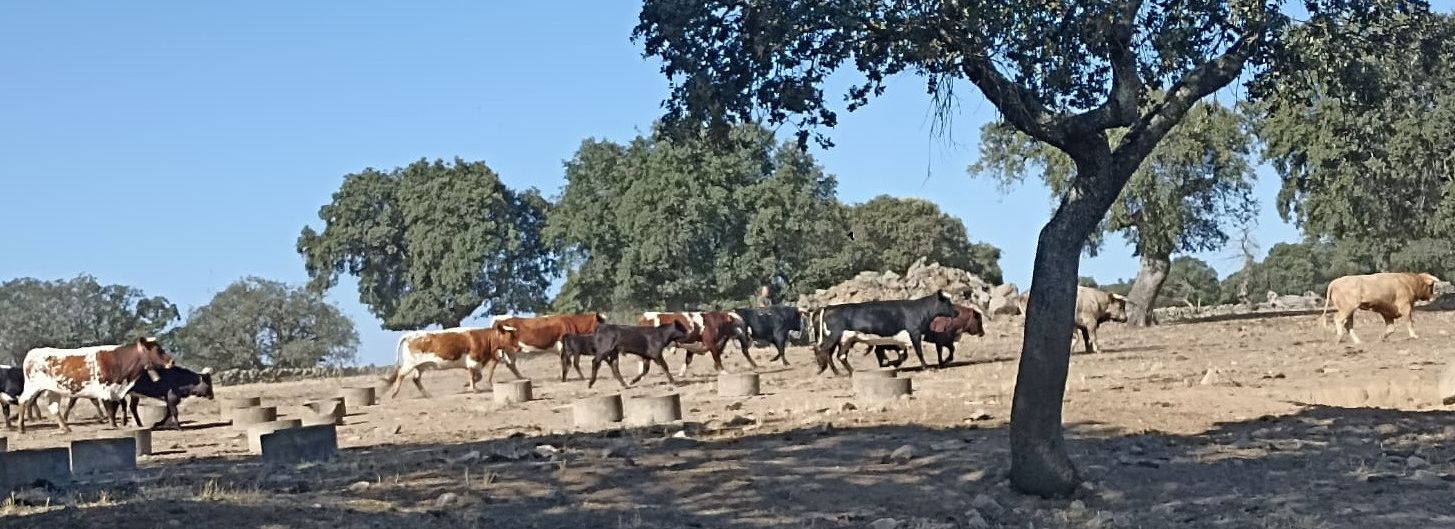 Los novillos de San Roque son aprobados por los vecinos de Villarino