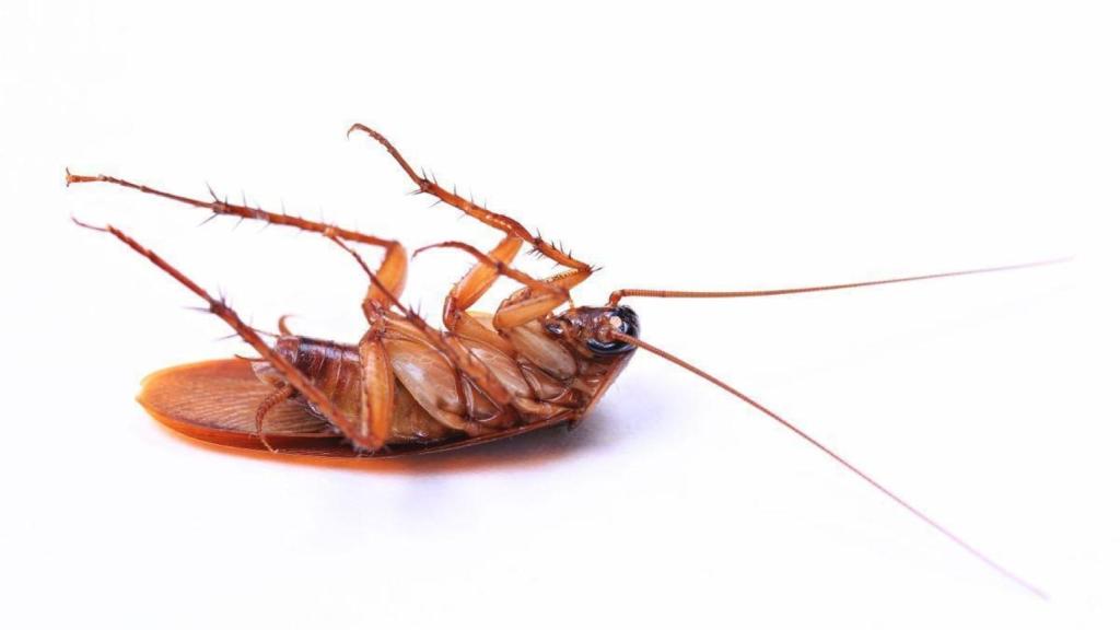 Imagen de una cucaracha.