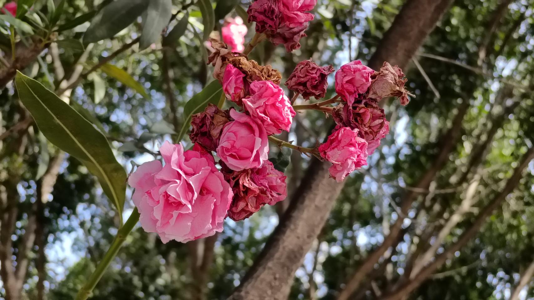 Fotografía hecha con el OPPO Reno 10 5G.