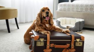 5 hoteles de lujo que aceptan (y miman) a las mascotas