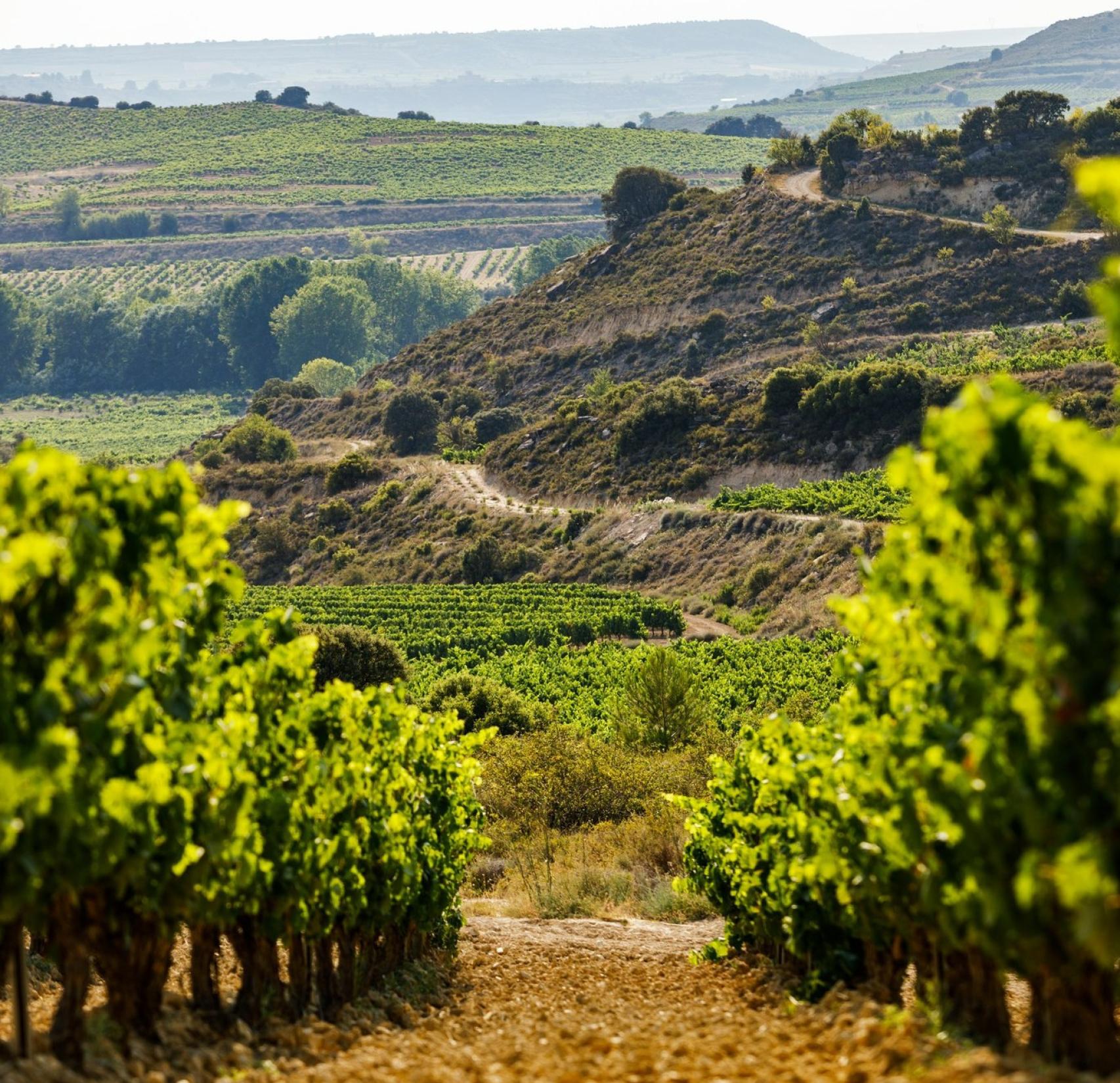 Viñedo de Bideona