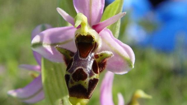 Flor de la avispina