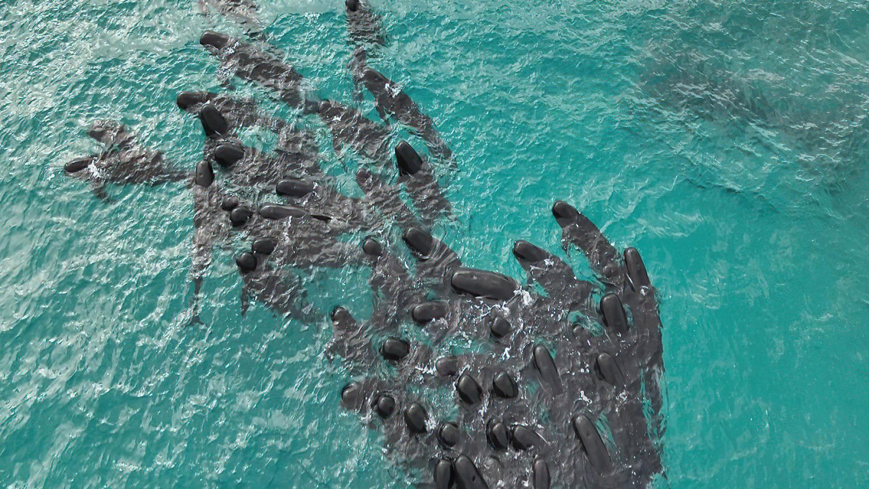 Australia sacrifica a 43 ballenas piloto que quedaron varadas en una playa