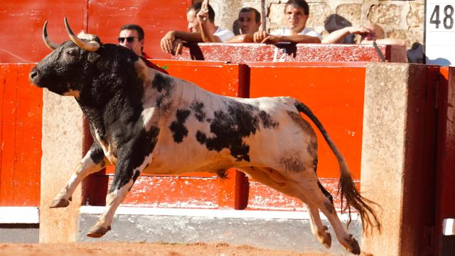 Estos son los carteles que compondrán la Feria Taurina de la Virgen de la Vega de Salamanca