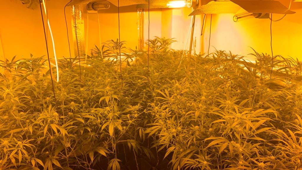 Muchos de los fraudes eléctricos se llevan a cabo en plantaciones ilegales de marihuana.