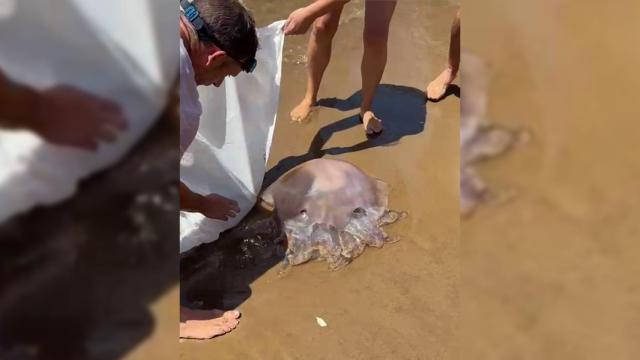 Un ejemplar de medusa de unos 40 kilos, de la especie Rhizostoma luteum, sacada por unos bañistas en la playa de Bahía en Mazarrón.