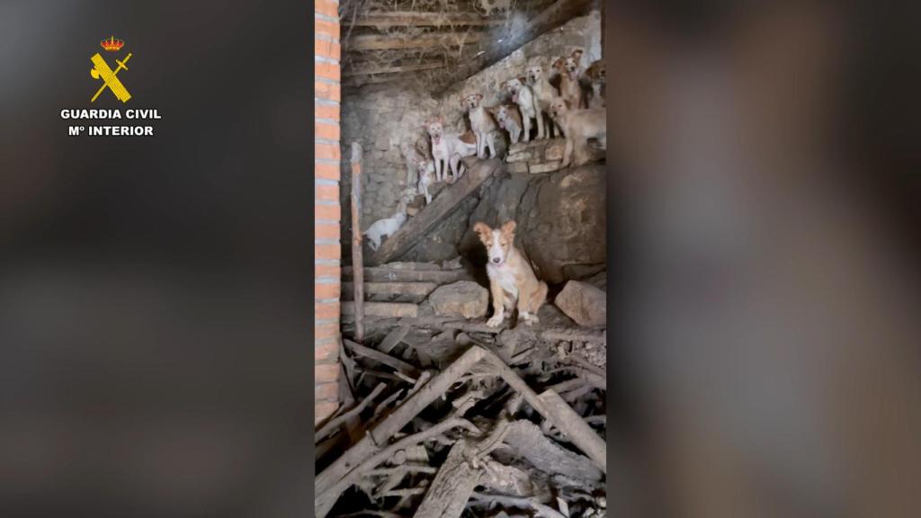 Perros hacinados en Guadalajara.