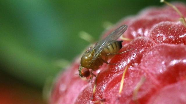 Mosca de la fruta.