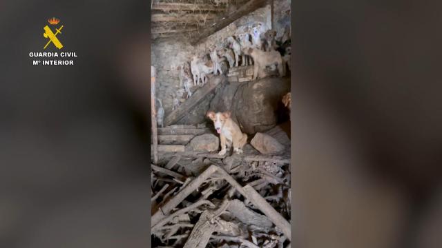 Encuentran 24 perros en pésimas condiciones en Guadalajara