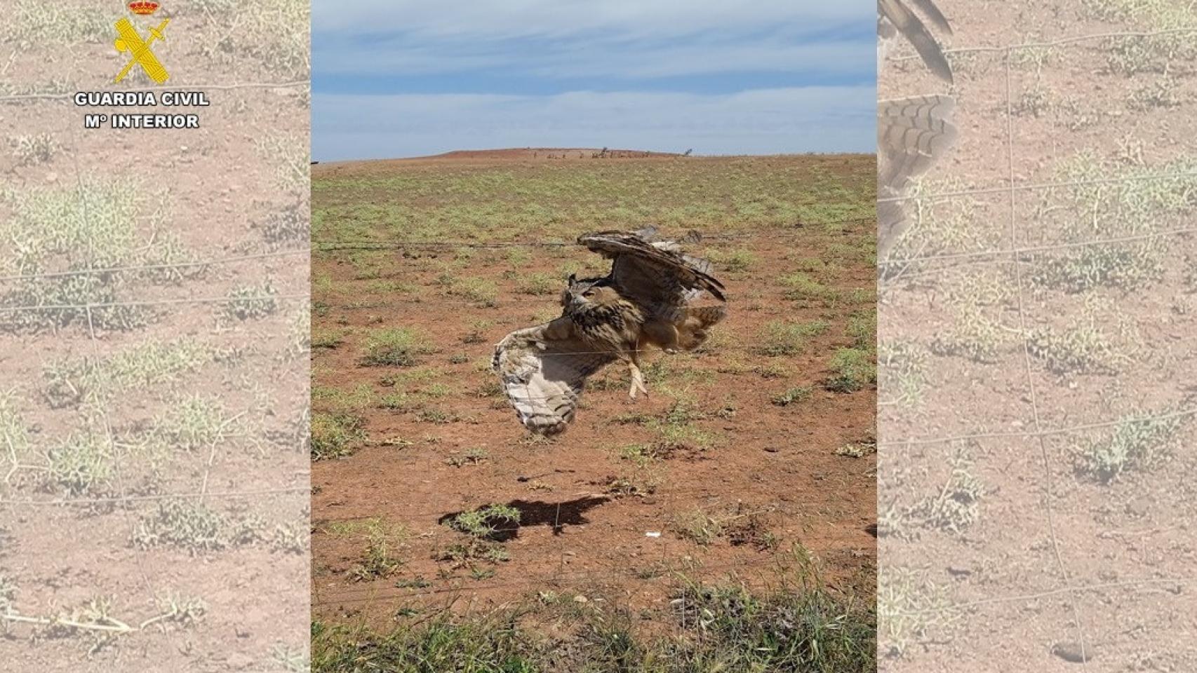 El Seprona rescata un búho real atrapado en un vallado de espino