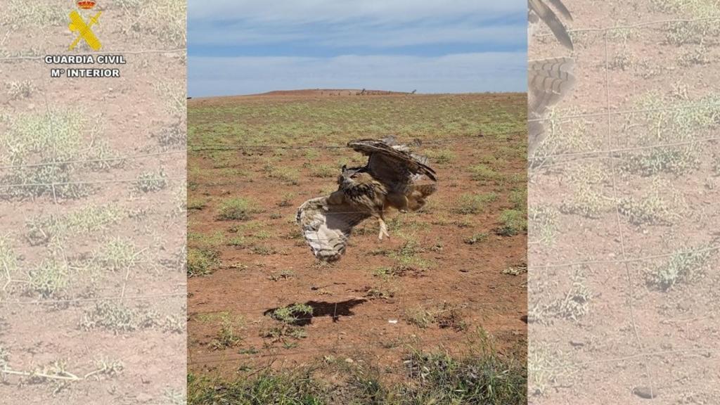 El Seprona rescata un búho real atrapado en un vallado de espino