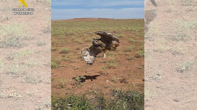 El Seprona rescata un búho real atrapado en un vallado de espino