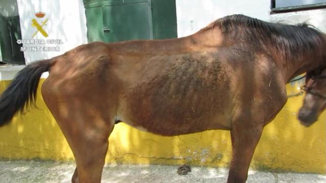 Uno de los caballos rescatados en el Centro de Hípica El Rocío, en El Álamo (Madrid).