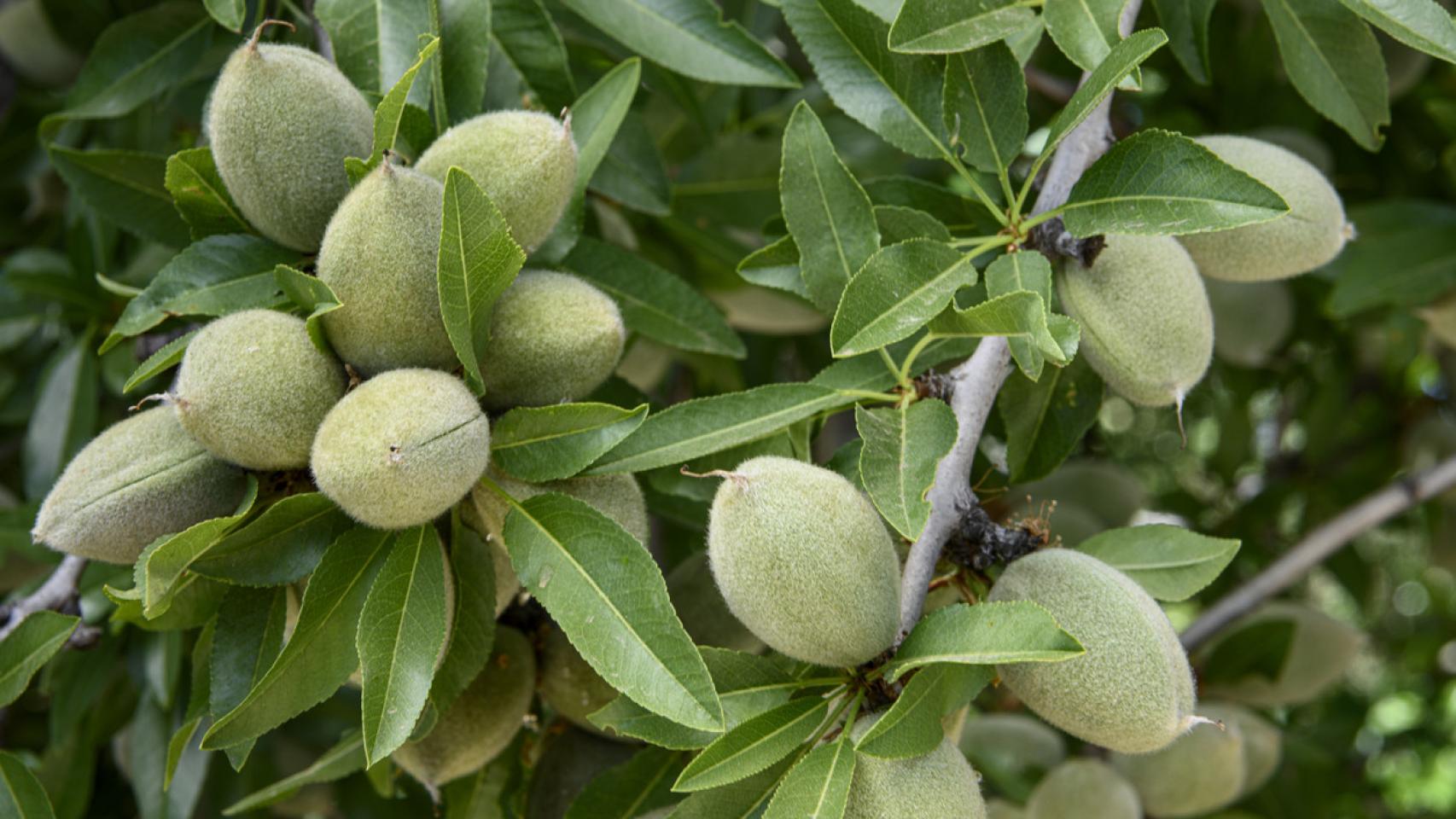 Imagen de archivo de un almendro.