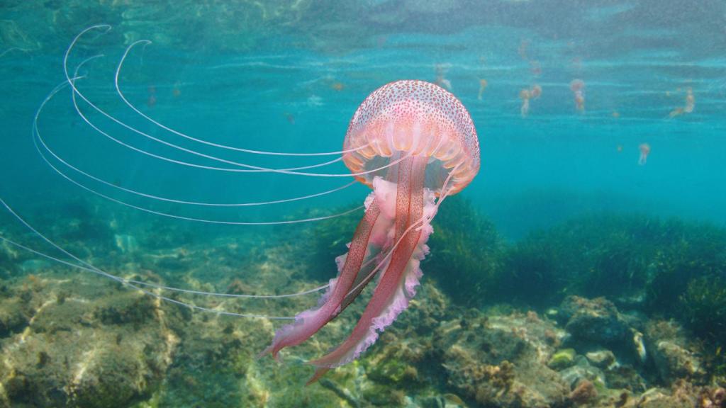 Medusa luminiscente