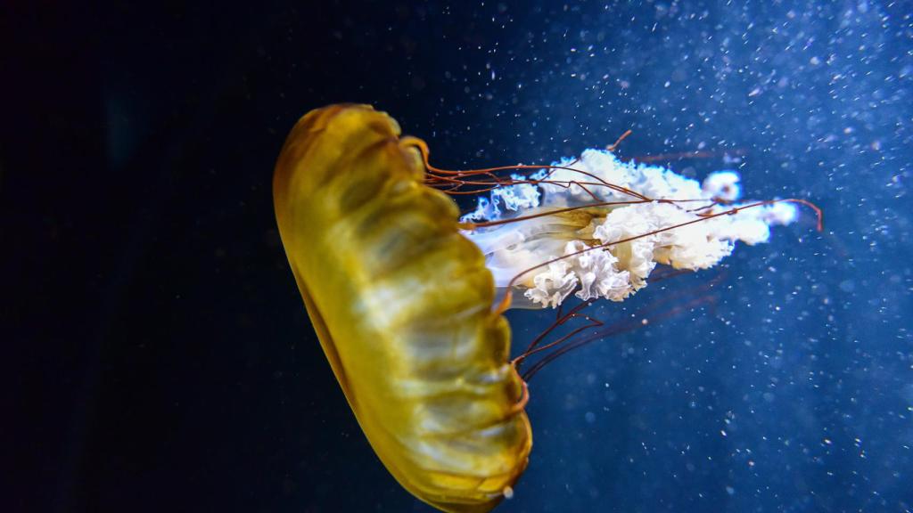 Medusa Aguamala
