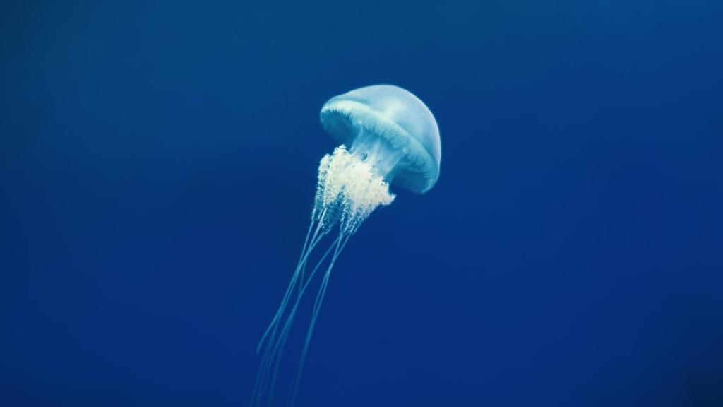 Medusa Aurelia Aurita