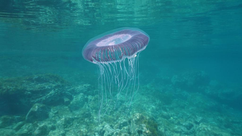 Aequorea forskalea