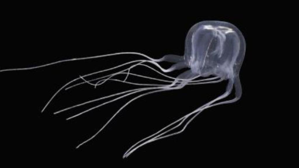Cubomedusa