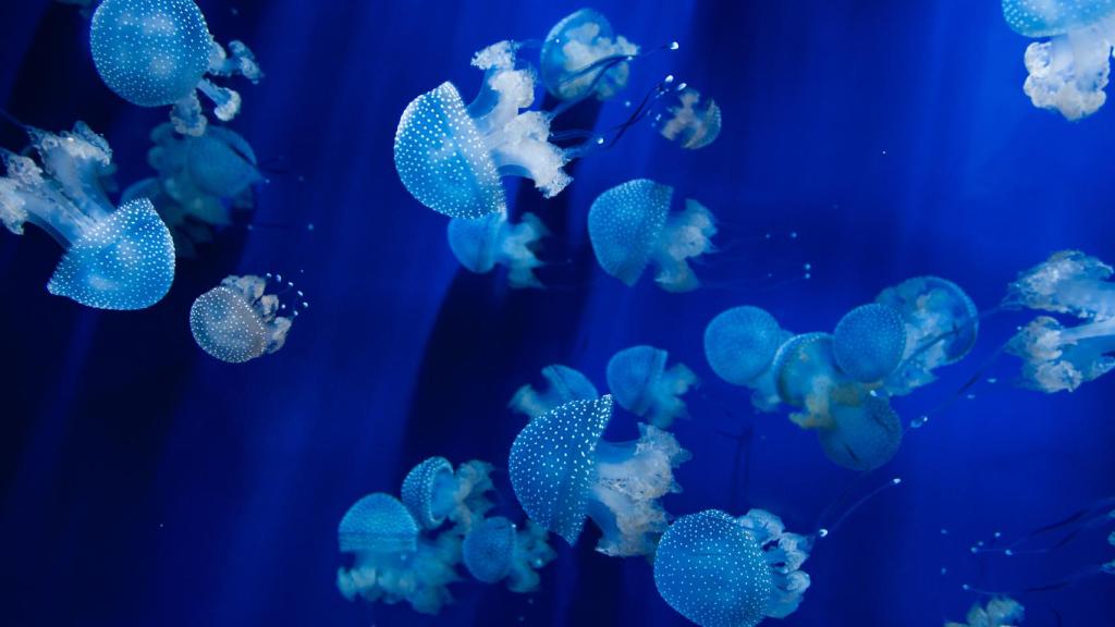 Medusas más frecuentes en España