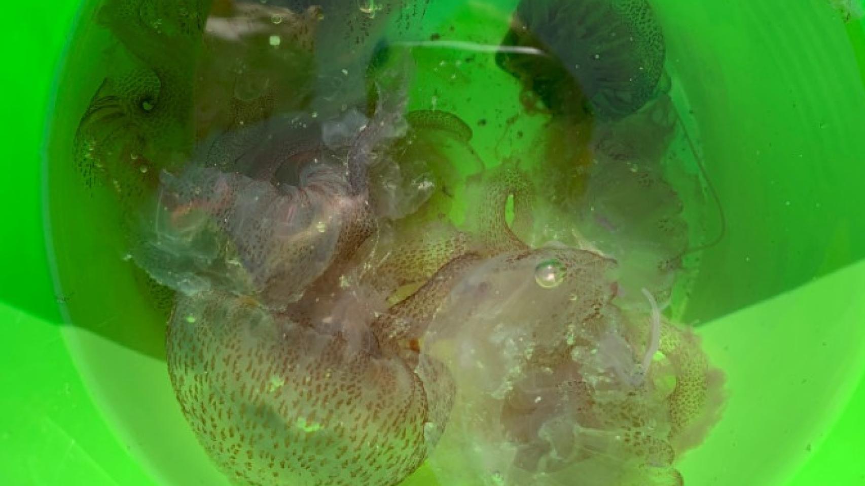 Ejemplares de Pelagia noctiluca recogidos ayer en Torrox.