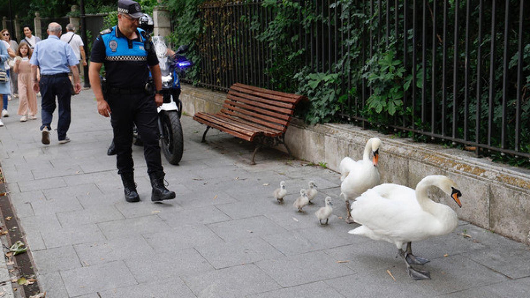 Unos cisnes y sus crías fuera del Campo Grande